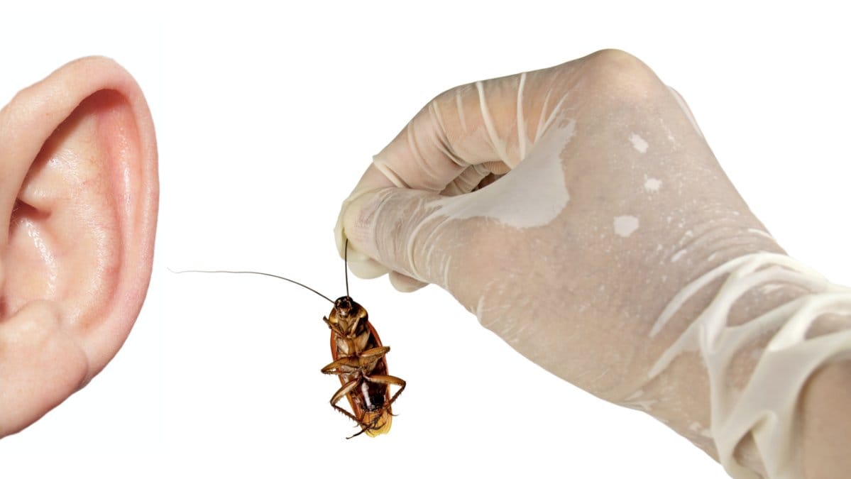 Man hade kackerlackor i örat