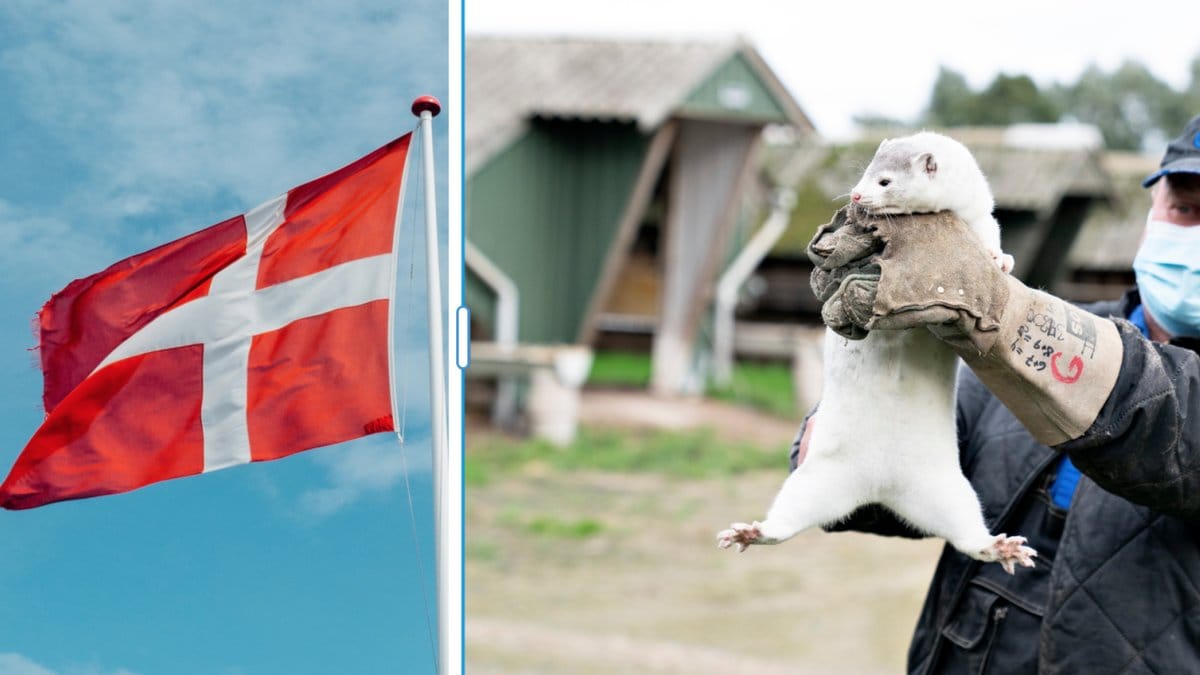 Muterat coronavirus – alla danska minkar avlivas