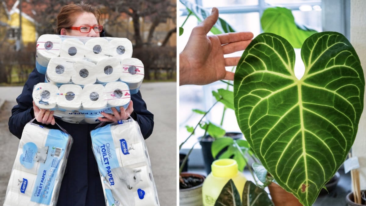 Spara dina toalettrullar och odla nya plantor.