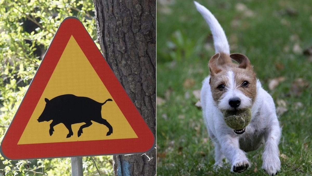 Svinpest är dödlig för grisar och vildsvin, men inte hundar.