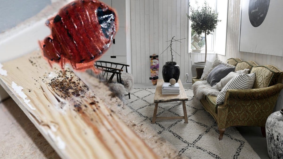 vägglus, vardagsrum med soffa