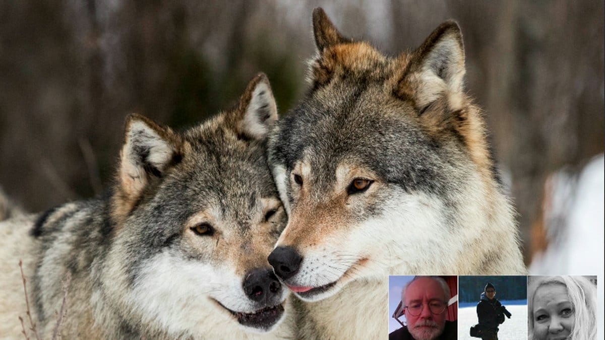 Varg