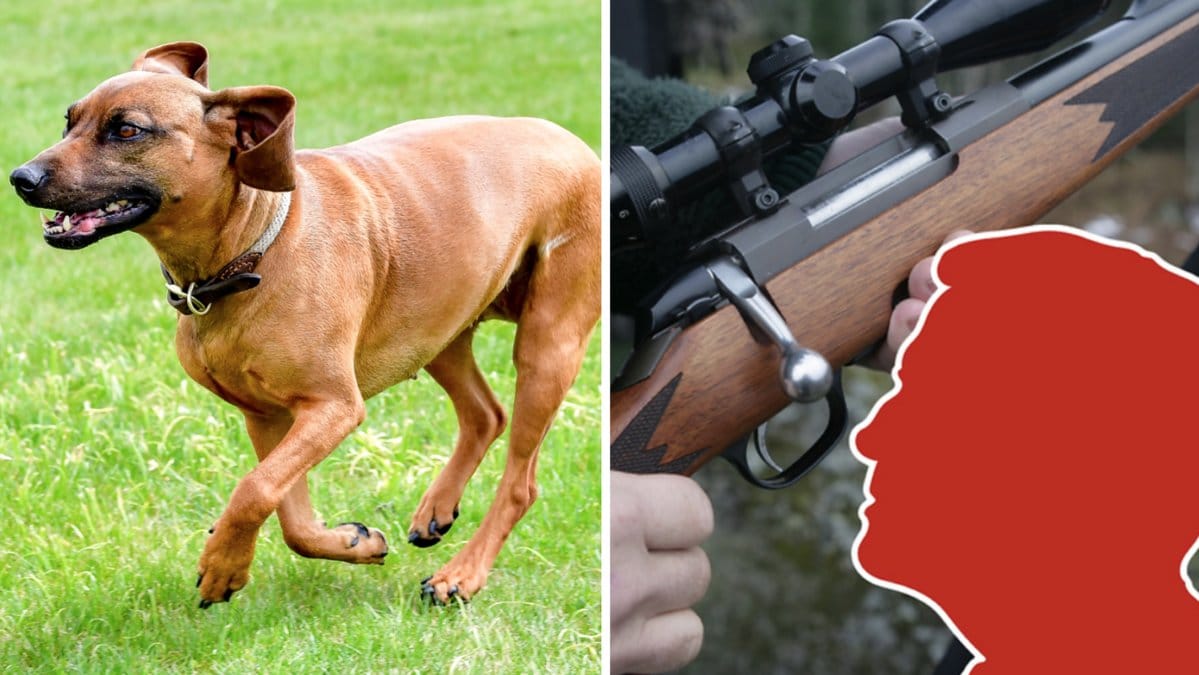Jägaren misstog hunden för en räv och tryckte av.