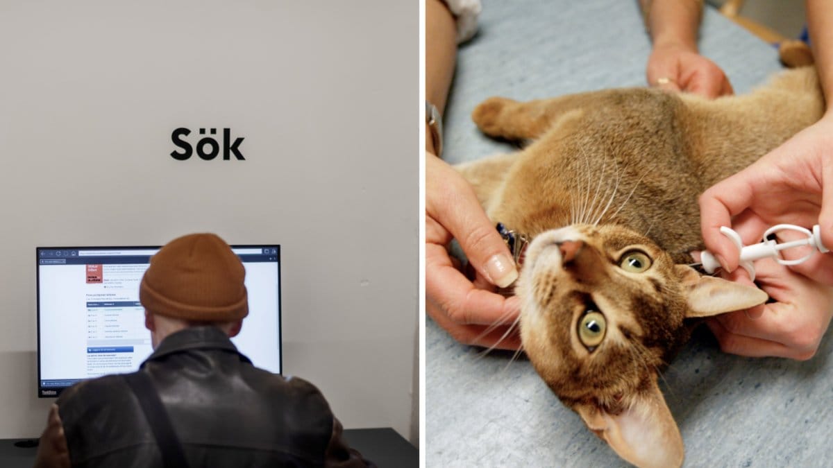 Kattägare är måna om att kunna registrera sina katter.