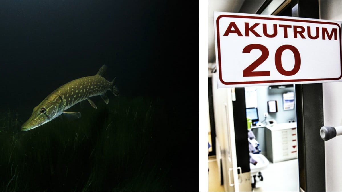 Emilia-blev-biten-av-gadda