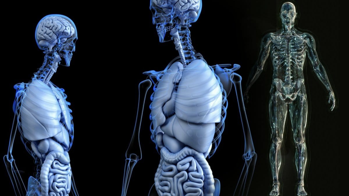 Våra kroppar är fantastiska! Nyheter24 listar några intressanta fakta.