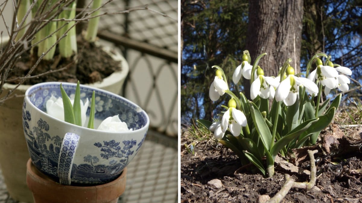 Så här får du vårens första budbärare, snödroppen, att överleva utomhus och inomhus.