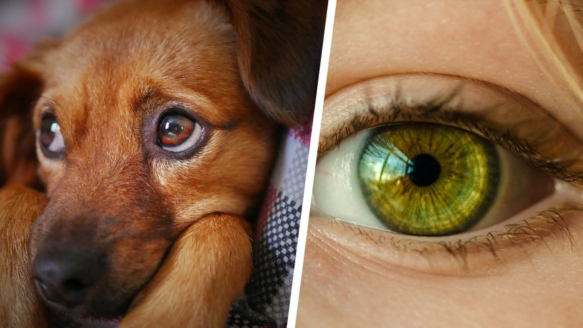 Här är svaret på varför det ibland rycker i ögonlocket och hur man kan få det att sluta