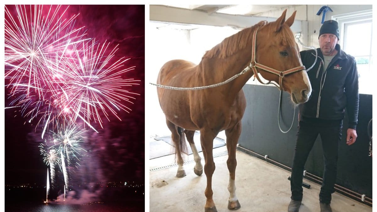 Hästen Acce dog i samband med de omfattande fyrverkerierna i närheten av gården på Öland.