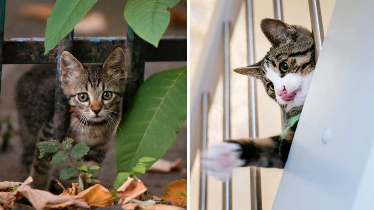 Tamkatter - en invasiv främmande art?