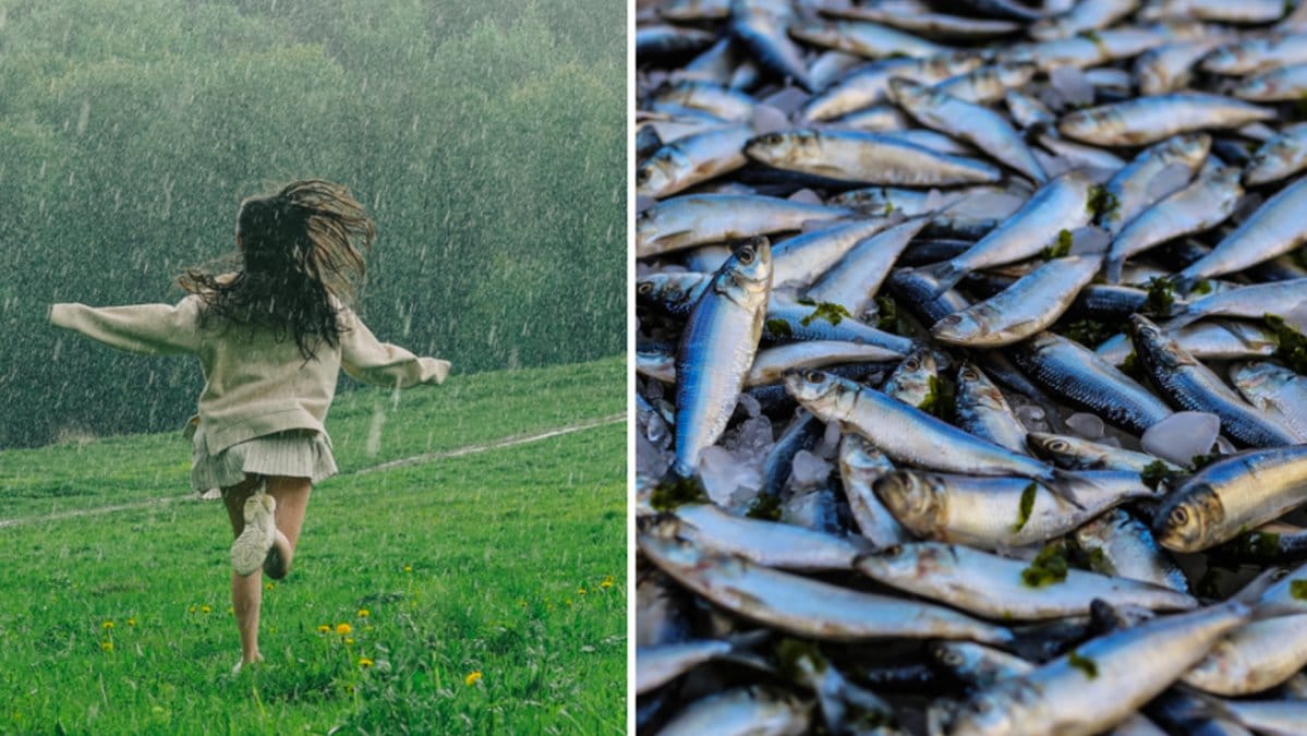 Bisarra väderfenomenet – regnade fisk från himlen: Inte ett skämt”