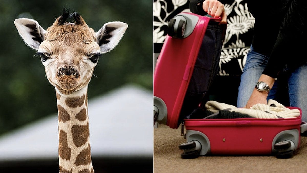 En kvinna försökte föra in bajs i USA. Genrebild.