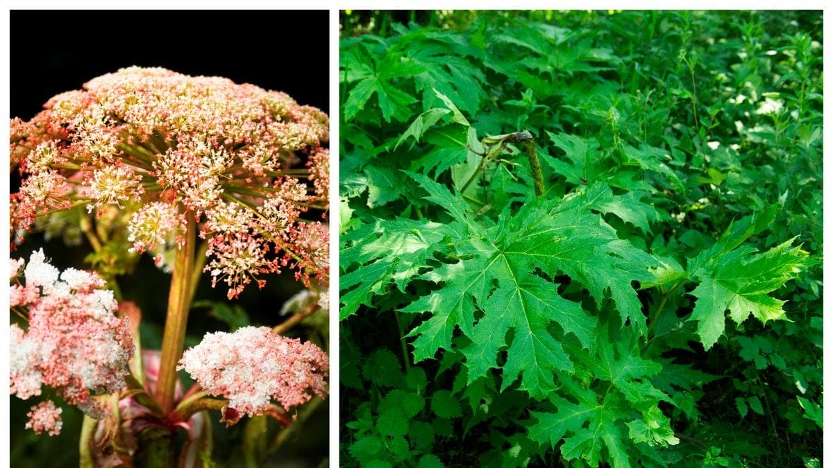 Jättelokan är en invasiv art.