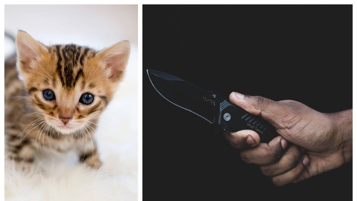 En man i 55-årsåldern åtalas efter att en katt hittats dödad utanför hans bostad.