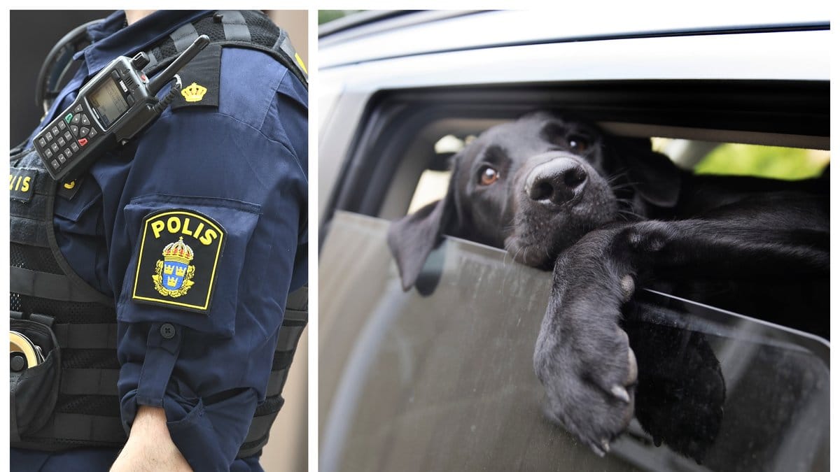 Polisen listar fem saker som man kan göra om man ser en hund som är instängd i en varm bil.