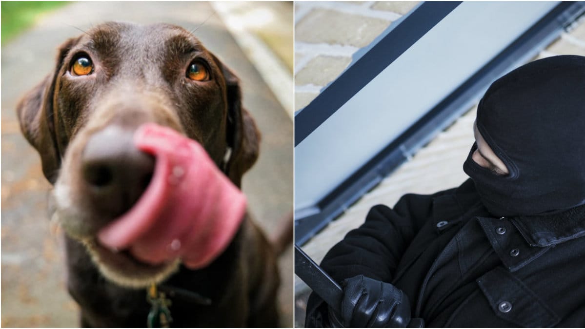 Hund, inbrott.