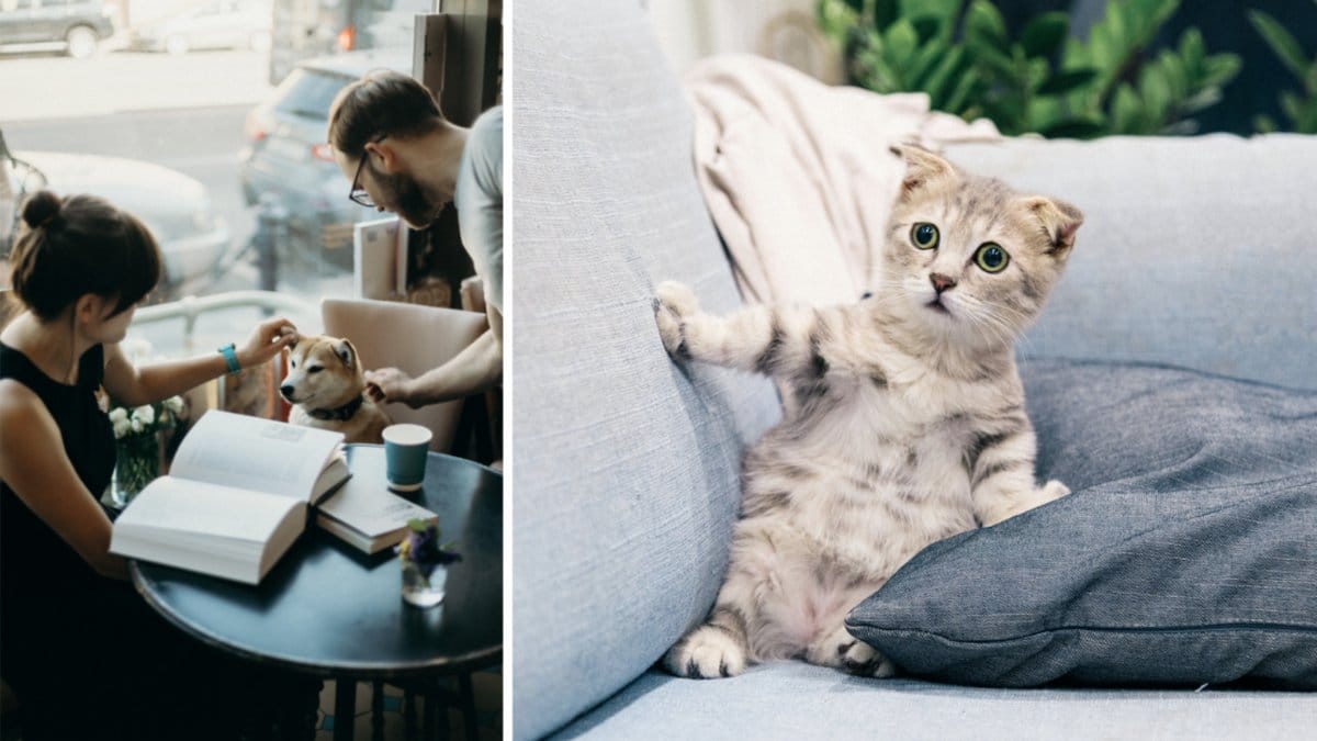 Hund och katt.