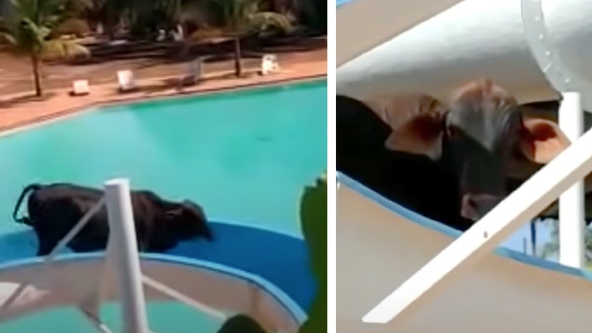 Kossan rymde från slakteriet till ett vattenland.