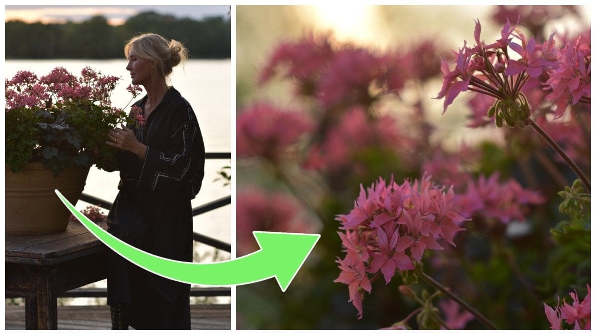 Trädgårdsmästaren Victoria Skoglund och pelargonen Summer Twist Rose som utsetts till årets pelargon 2025.