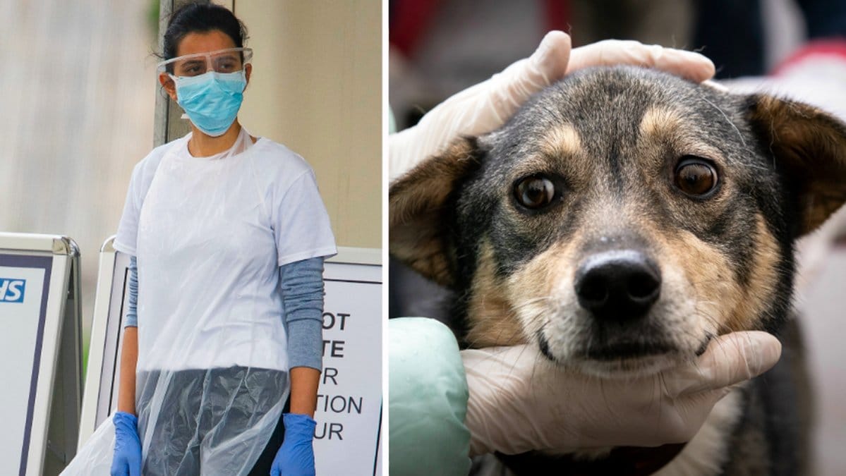 Hundar kommer kunna lukta sig till coronasmittade människor.