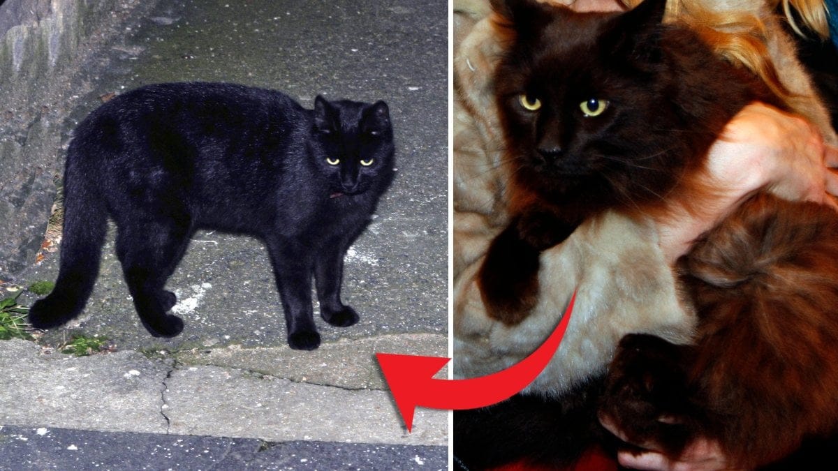 Svart katt och katt.
