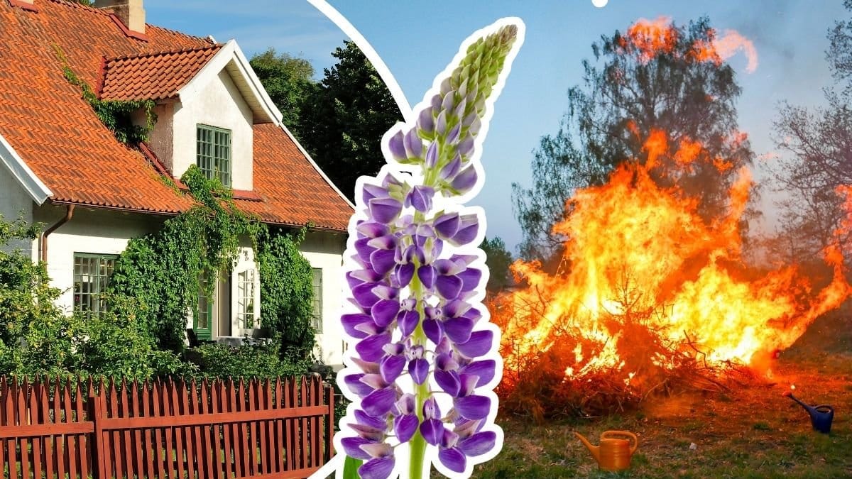 Hus, lupin och majbrasa