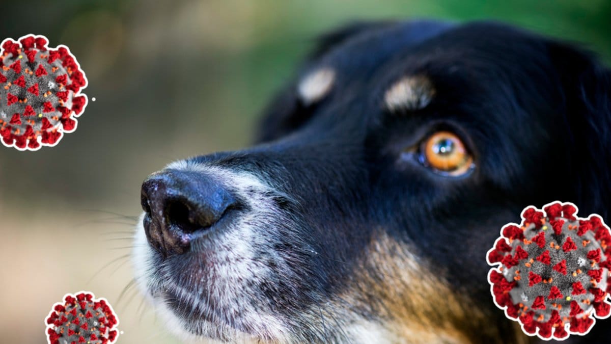 Hundar ska tränas till att kunna känna lukten av coronaviruset.