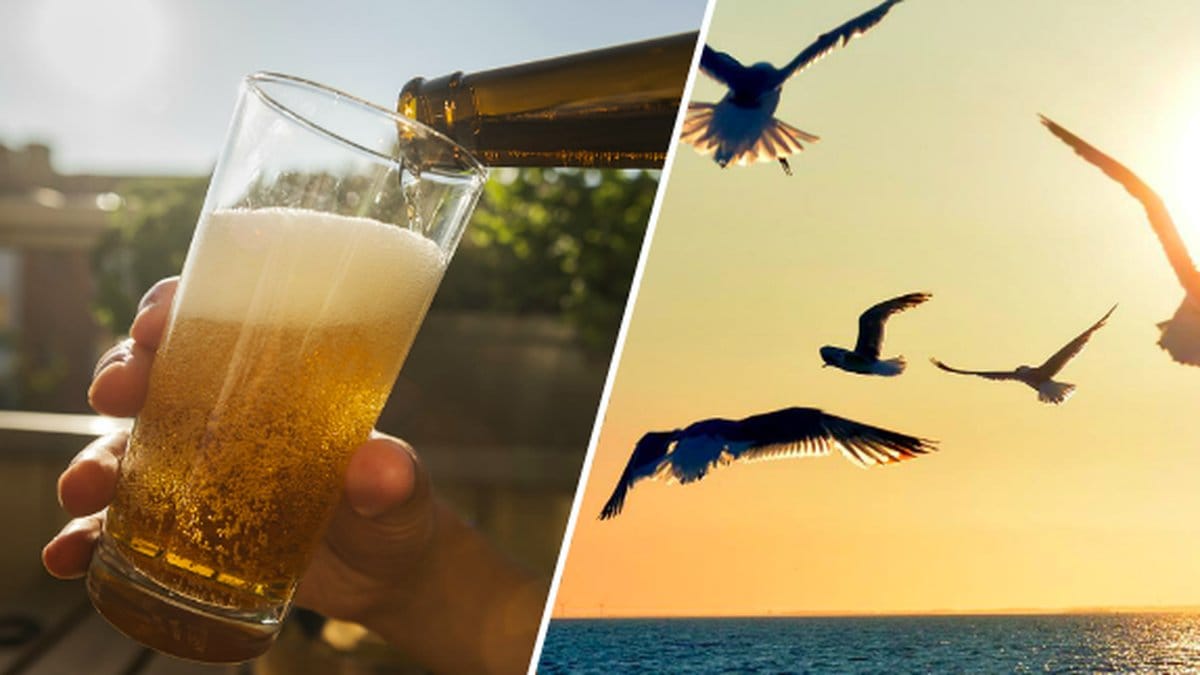 Fulla fiskmåsar härjar i Storbritannien.