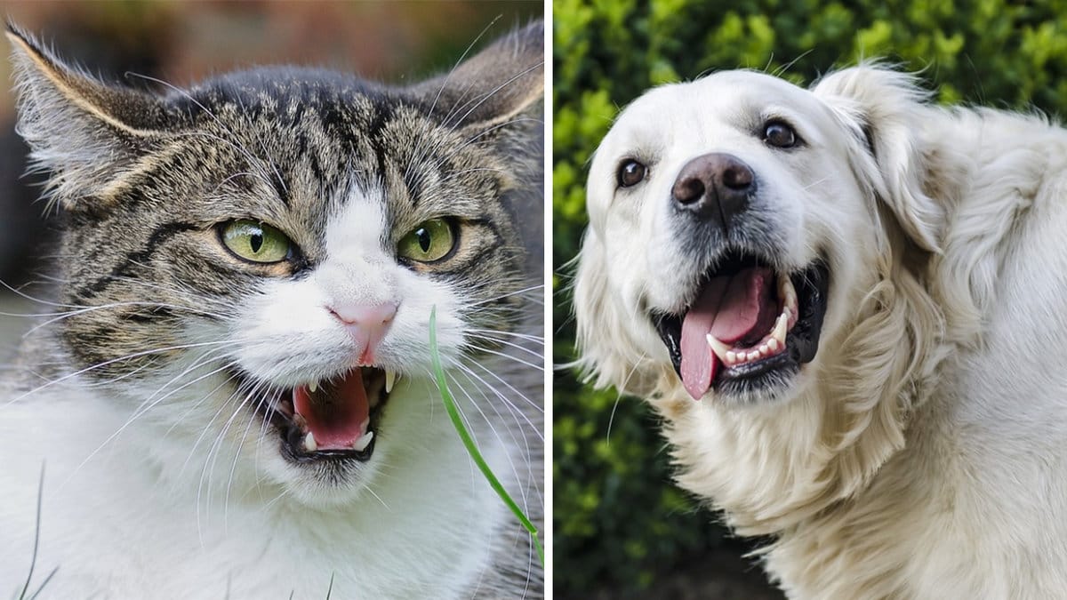 Katt, hund