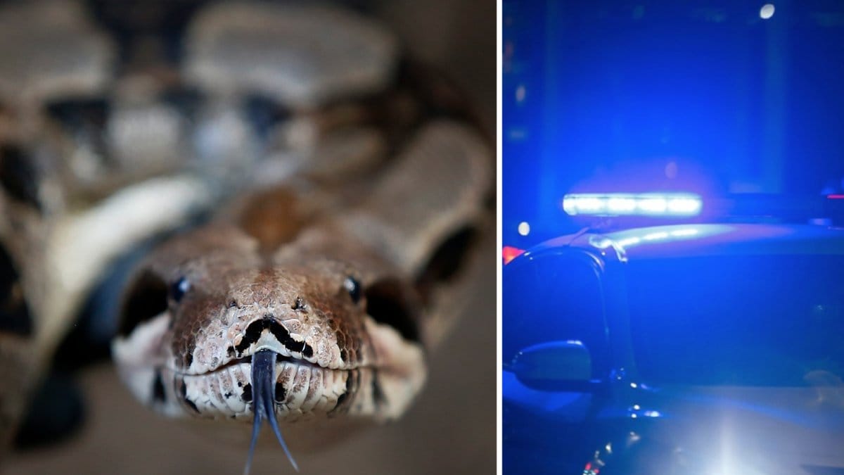 Elliot hade den jättelika ormen hårt slingrad runt sin hals.