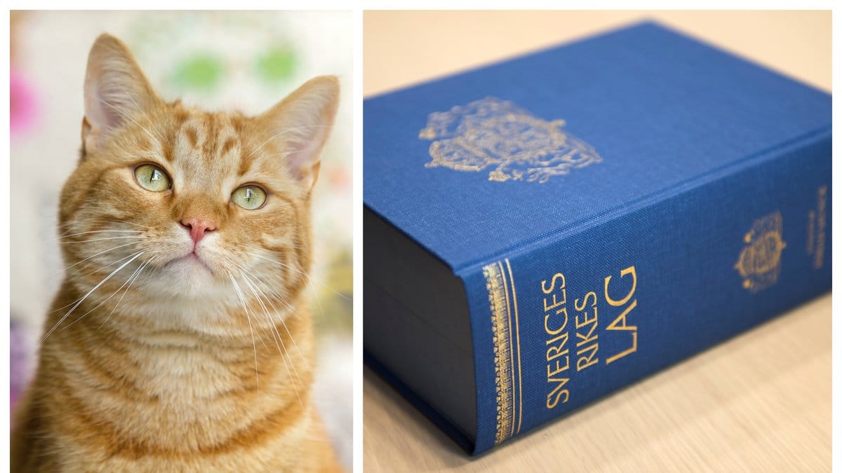 En ny lag för katter börjar gälla vid årsskiftet.