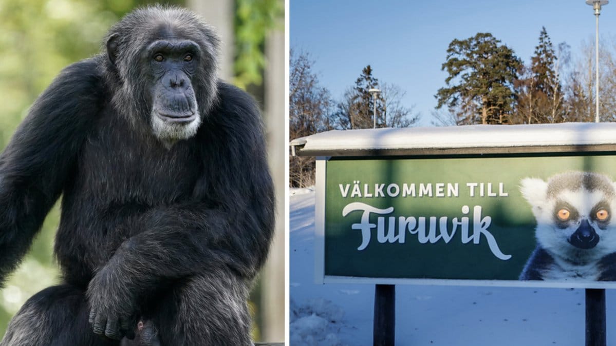 Efter de förrymda schimpansernas framfart har ett utrotningshotat djur fått avlivas.