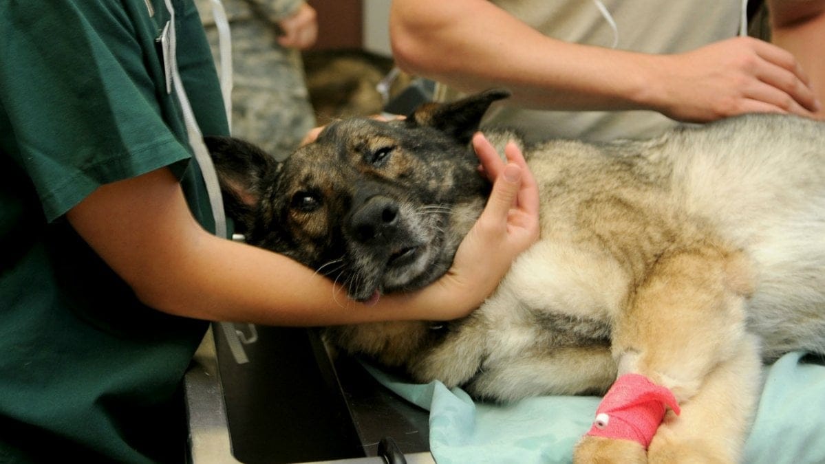 Hundsjukdomen-kan-ha-drabbat-hunden-Saga