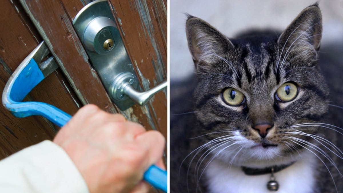 Person bryter sig in och katt.