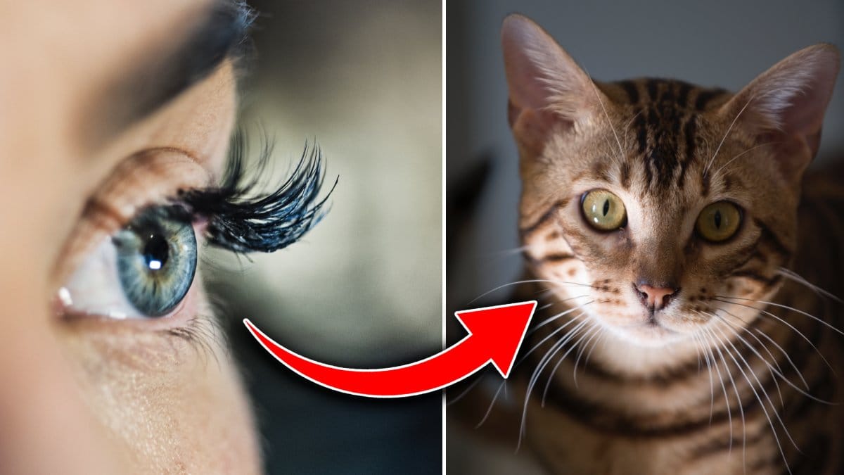 Genom blinkningar kan du bonda med din katt.